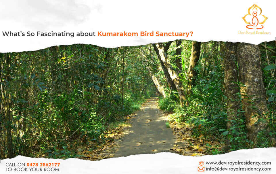 The Kumarakom Bird Sanctuary in Kerala is one of the most popular bird sanctuaries of the country. It's in the picturesque town of Kumarakom.