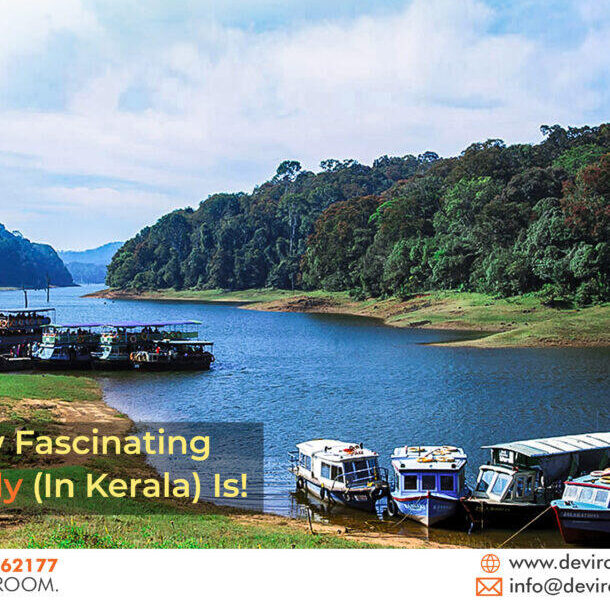 Thekkady is a small, beautiful town in Kerala. It is located in the Idukki district and is surrounded by mountains, forests, & rivers.