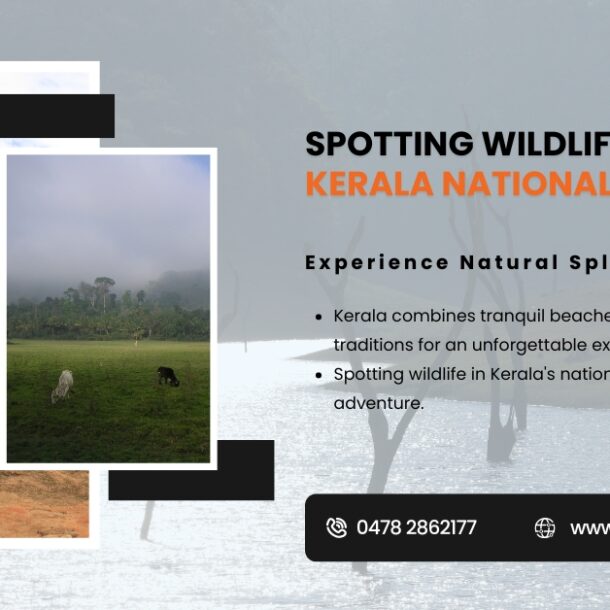 Wildlife wonders in Kerala's national parks.