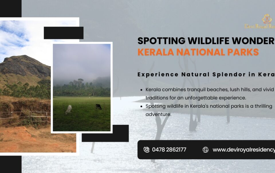 Wildlife wonders in Kerala's national parks.