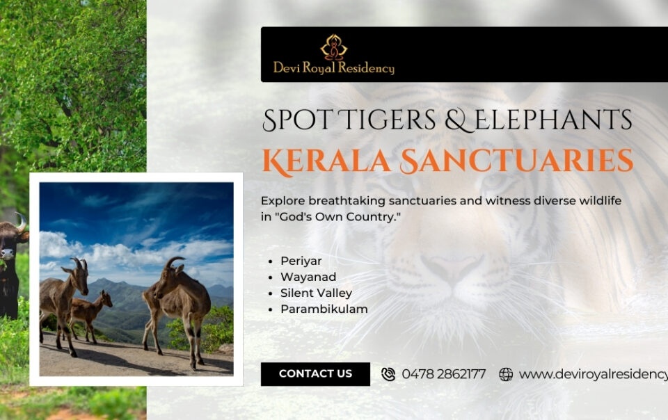 After exploring some of the most spectacular Kerala sanctuaries during each day of your tour, you deserve relaxing night stays.