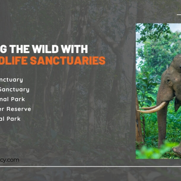 Kerala wildlife sanctuaries happen to be a testimony to the state's promise to sustain its lavish natural legacy.