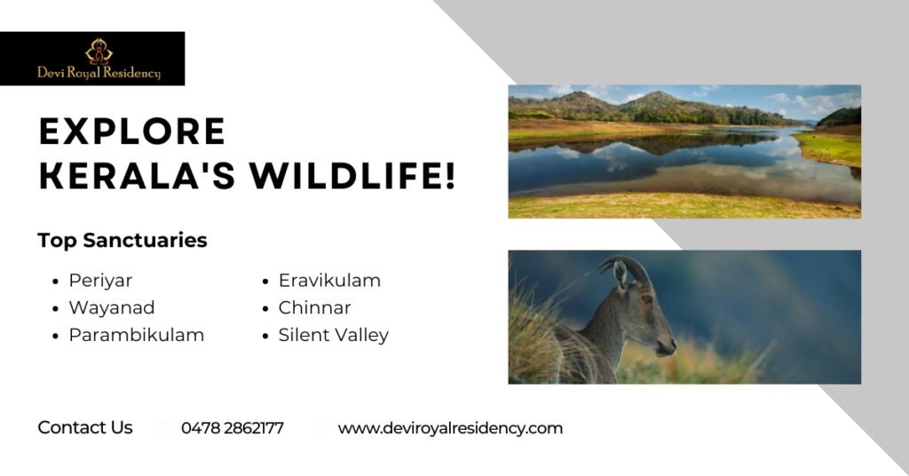 Kerala is home to several wildlife sanctuaries. Here are some must-visit Kerala wildlife sanctuaries that promise an unforgettable adventure.