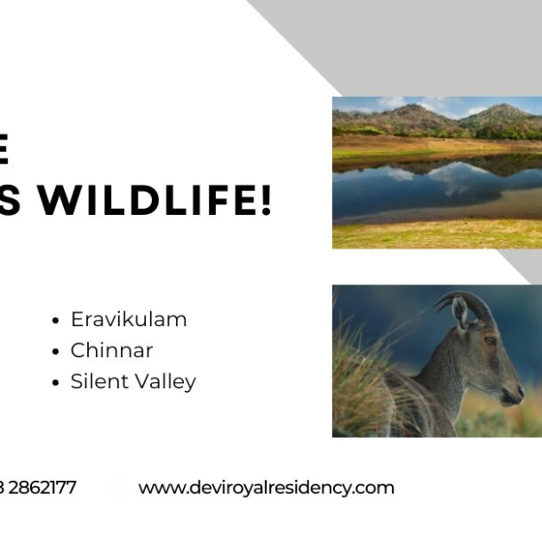 Kerala is home to several wildlife sanctuaries. Here are some must-visit Kerala wildlife sanctuaries that promise an unforgettable adventure.