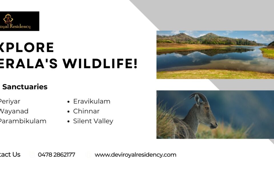 Kerala is home to several wildlife sanctuaries. Here are some must-visit Kerala wildlife sanctuaries that promise an unforgettable adventure.