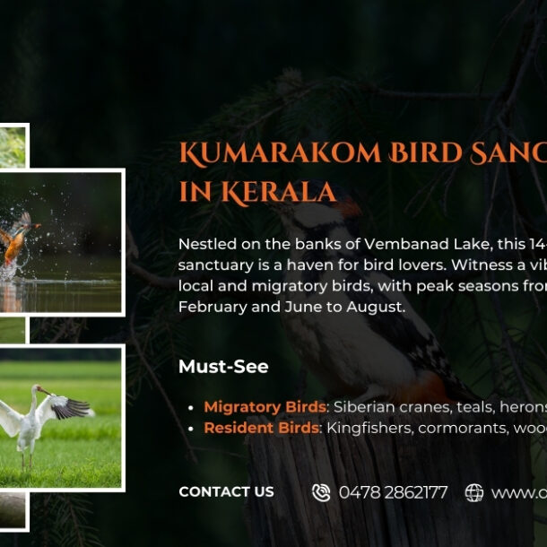 Explore Kumarakom Bird Sanctuary in Kerala. It is home to a wide variety of bird species. Enjoy bird watching, boat rides and more.