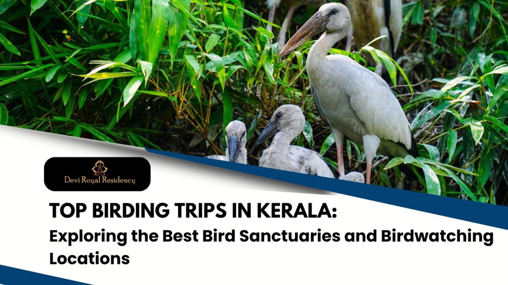 birdwatching tours in Kerala