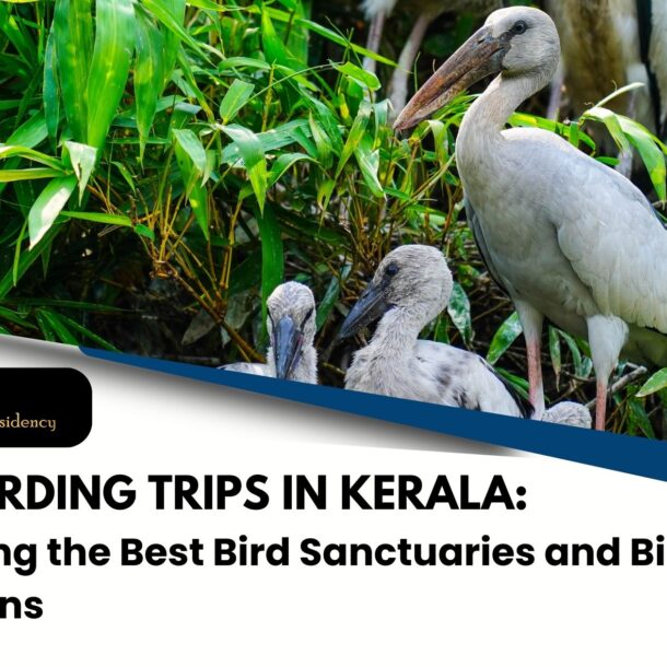 birdwatching tours in Kerala