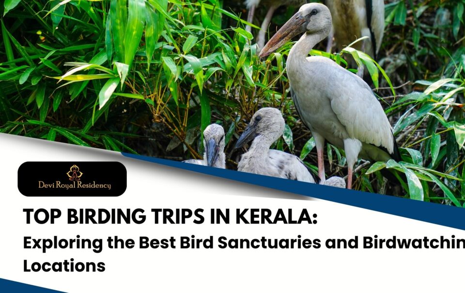 birdwatching tours in Kerala